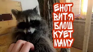 енот Витя блошкует мою руку в ответ на то, что я его чешу