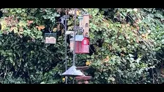 LIVE:  Birdwatching backyard birds feeder mist visited by pigeons starlings finches bluebirds + more