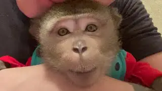 Наши достижения 💪🏻🐒за два месяца 