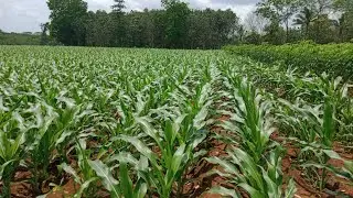 Lakukan Cara ini, Agar Daun Jagung Lebih Hijau dan Subur. // Pan Angga