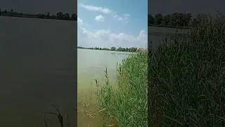 дратхаар и лебедь