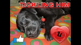 Tickling  Dog.( BY~ ULTIMATE TRICKSTER )🙊🙉🙈