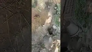 Chiken in search of food