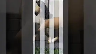 Шанель у нас такая #лошади 🐴