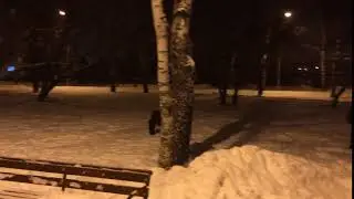 Чело-конь забег
