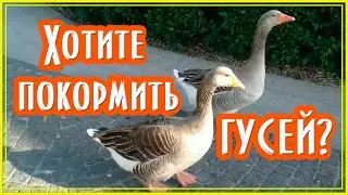 Хотите покормить гусей? #гуси #nature #природа