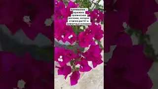 Бугенвиллия