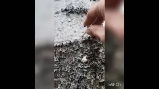Берёзовый сок, сборка