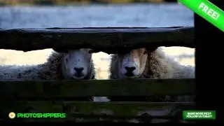 Free Photos! Sheeps Looking Funny Through Wood | Quality Creative Commons Photography!