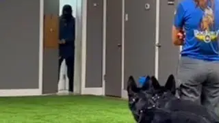 2 Protection dogs take on 2 bad guys trying to hurt mama!  #germanshepherd #gsd #protection