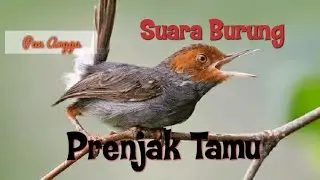 Suara pikat #Burung Prenjak Tamu Sangat Ampuh untuk #SuaraPikat dan Suara Pancingan Burung Yang Bisu