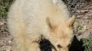Редкая разноцветная семья медведей