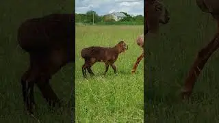 Каштановая ярочка на оценку.