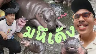 [En Sub] The Beginning of Moo Deng - Gluta Story
