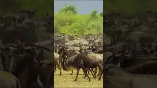 AMAZING AFRICA / Inspiring Cinematic Tribal Safari Jungle Nature Instrumental Background Music