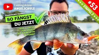 RAUBFISCH angeln im Herbst 🍃🎣🤩👍 (Crashkurs für Anfänger)
