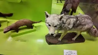 Museo di Storia Naturale Giacomo Doria