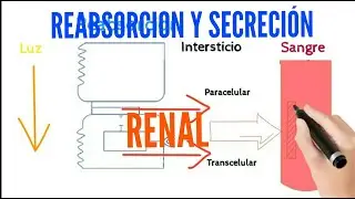 Reabsorción y Secreción Renal: Ideas principales.