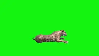 tiger green screen video footage rest