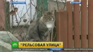 Железная дорога превратила жизнь калининградцев в кошмар