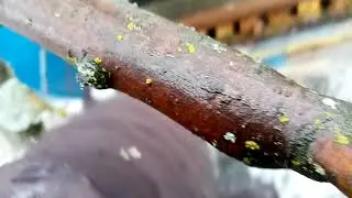 Ледниковый период на пасеке