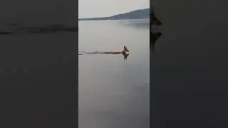 Удачный кадр на рыбалке