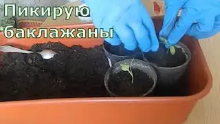 Посадка баклажанов Как правильно пикировать баклажаны