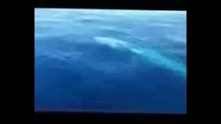 Friendly Blue Whales