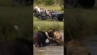 Lion attacks buffalo #shorts AnimalTube - World of animals
