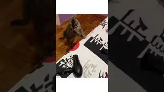 Funny Moment Of Cat||Meow Meow||Pets Land #Shorts