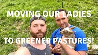 Grazing Goats!