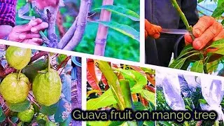 Producing pear seedlings from mango tree branches is an excellent method