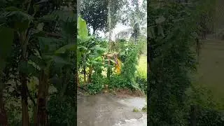 #monkey #youtubeshorts #nature #viralvideo #shorts #naturelovers