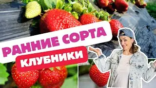 Раннеспелые сорта клубники🍓Топ 5