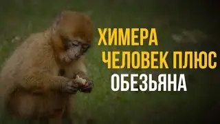 Химера: человек+обезьяна | Мозговедение