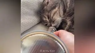 Приколы с Котами и Кошками   – Смешные Коты Кошки 2020 Fanny Animals Юмор с Котами