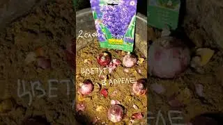 Посадила луковичные слоями в контейнер