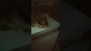мой хомячок джери 🐹🐹🐹