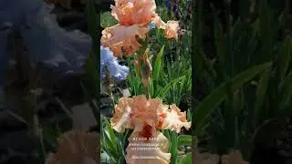ИРИСЫ - ДЛЯ ЦЕНИТЕЛЕЙ - ЯСНАЯ ЗАРЯ ИРИСЫ СТРИЖАКОВОЙ