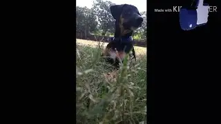 Vlog of Pablo || Morning Walk Plus Basic Training || how Pablo react on street dogs ||