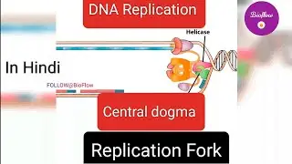 DNA Replication | Central dogma | Cell Structure and Cell Organelles , all explained in one video