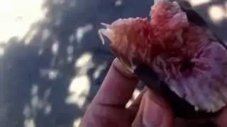 Black Mission Figs