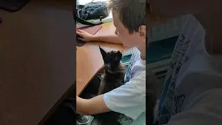 Скучно) #catlover #cat #funnycats