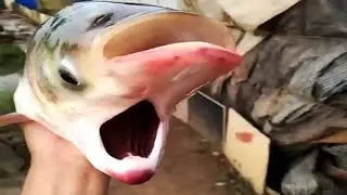 ANIMAIS MUTANTES QUE EXISTEM DE VERDADE - Mais Curiosidades