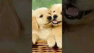 мілашні цуцики