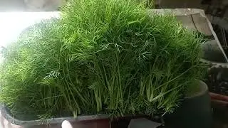 Свежая, сочная зелень в середине сентября!