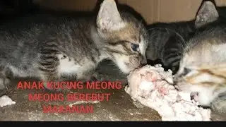 ANAK KUCING TERBUANG MEONG MEONG BEREBUT MAKANAN Kitten Meow meow. Toys Doby D