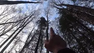 По мёрзлому чернотропу в лес,с РУССКОЙ ГОНЧЕЙ.ноябрь(8).сезон 2021-2022.