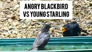 Young Starling Annoys Blackbird