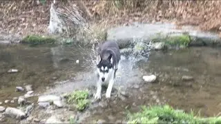 Хаски на природе